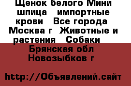 Щенок белого Мини шпица , импортные крови - Все города, Москва г. Животные и растения » Собаки   . Брянская обл.,Новозыбков г.